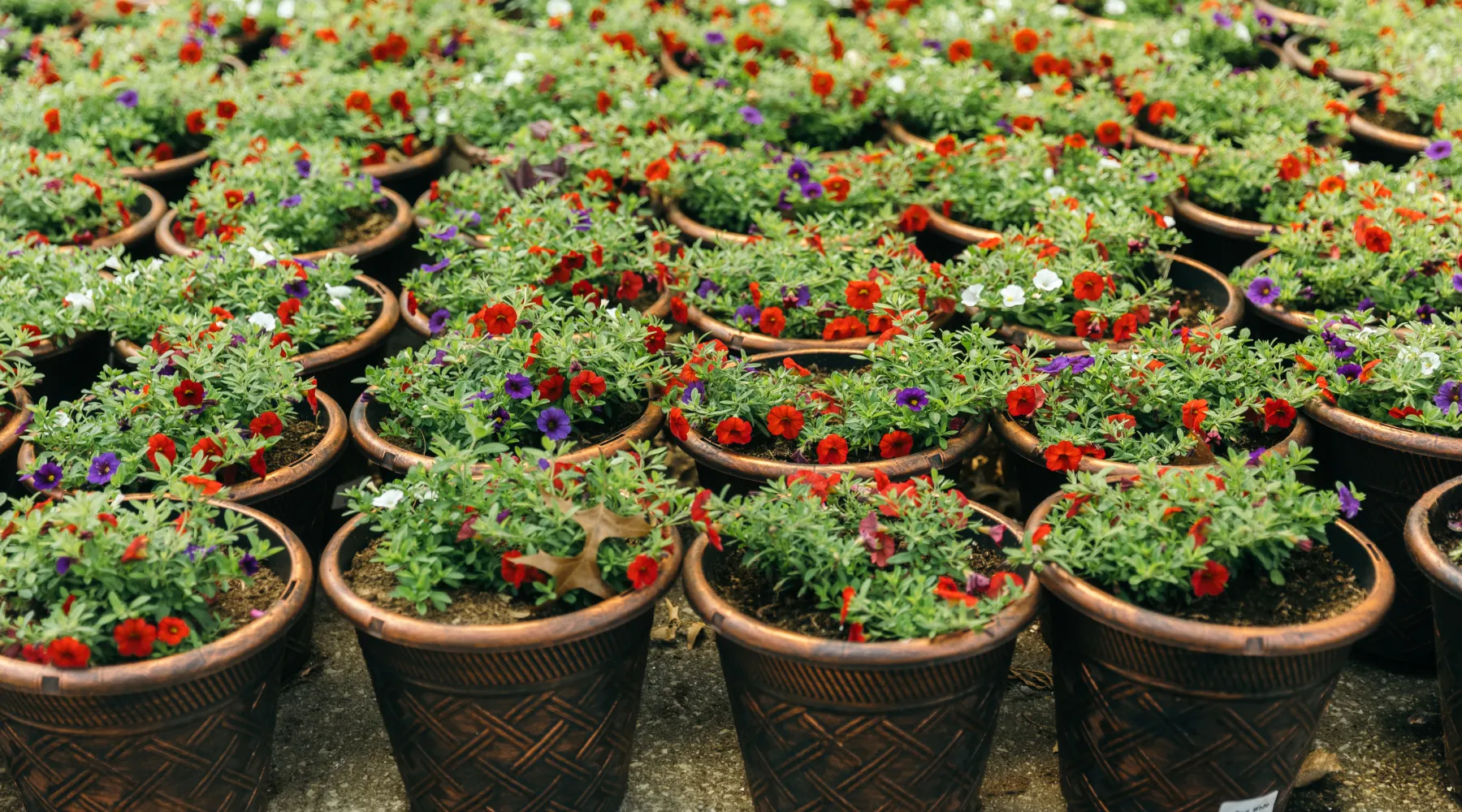 Products | JOCO Growers